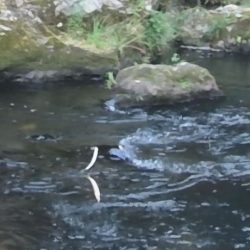 石田川で鮎イングから友釣へ