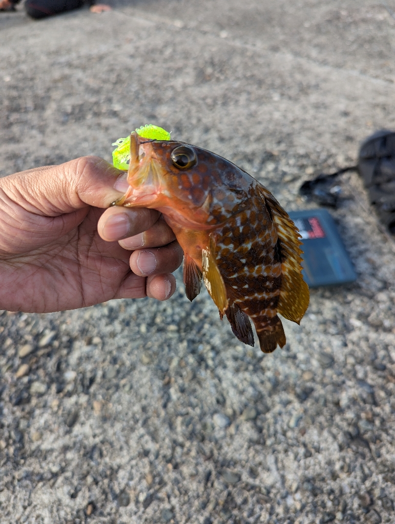 陸っぱり釣行記