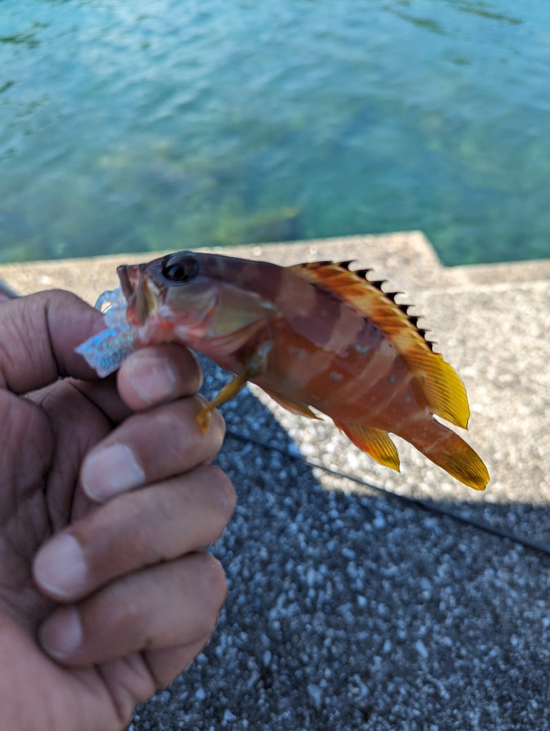 陸っぱり釣行記