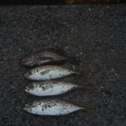 大阪でアジが釣れてる