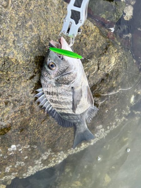 チニング　やっとこトップで釣れました。