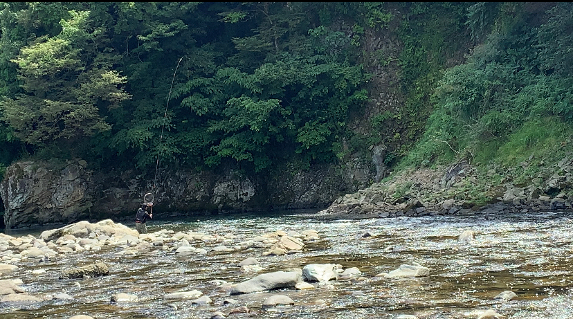 鮎の友釣り