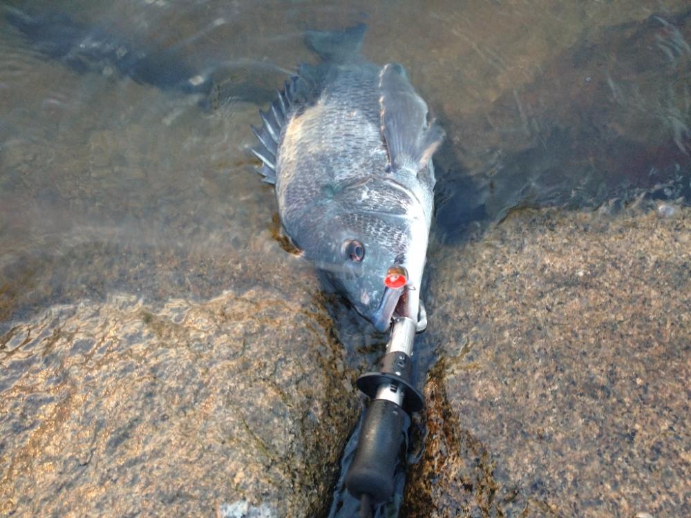 夏はチヌトップ