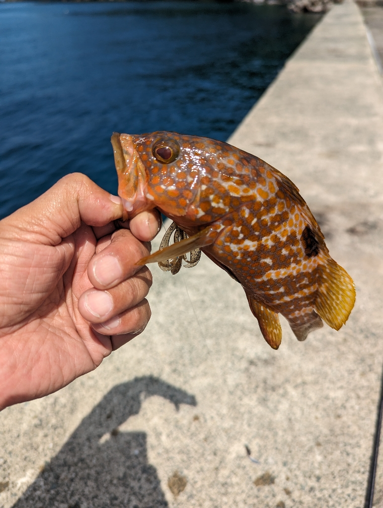 陸っぱり釣行記