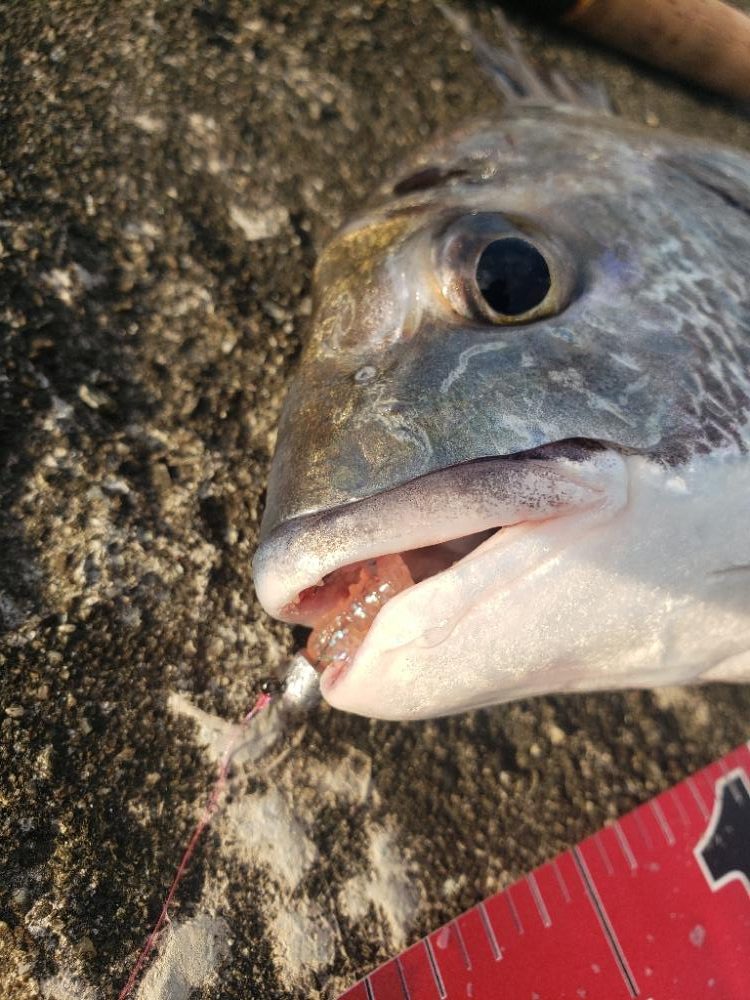 釣り散歩