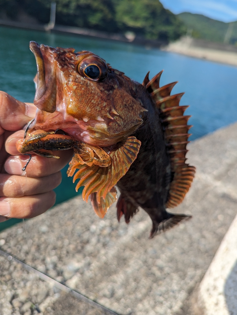 陸っぱり釣行記