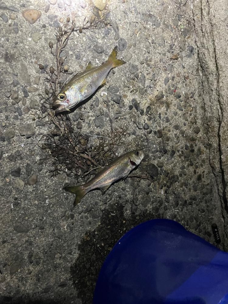 深夜の釣り