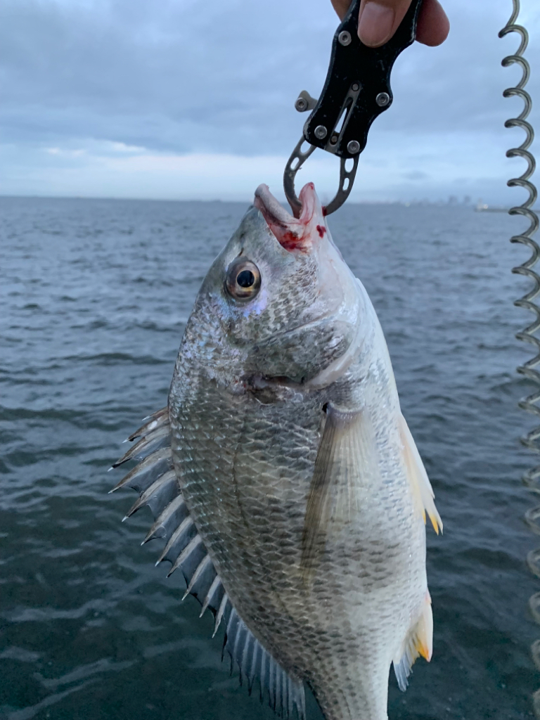 朝マヅメ釣行