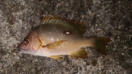 和歌山白浜の堤防で釣り