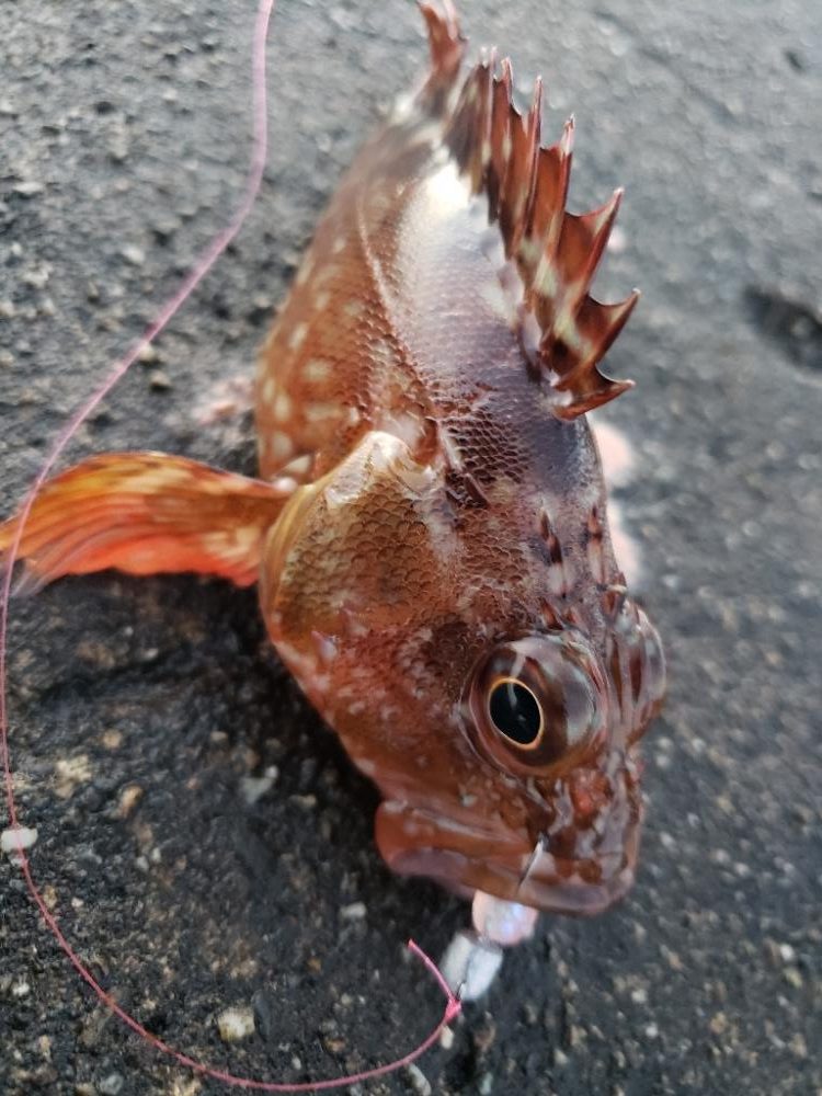 釣り散歩