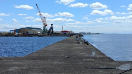 播磨新島のキス釣査