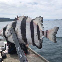 夏の筏釣り