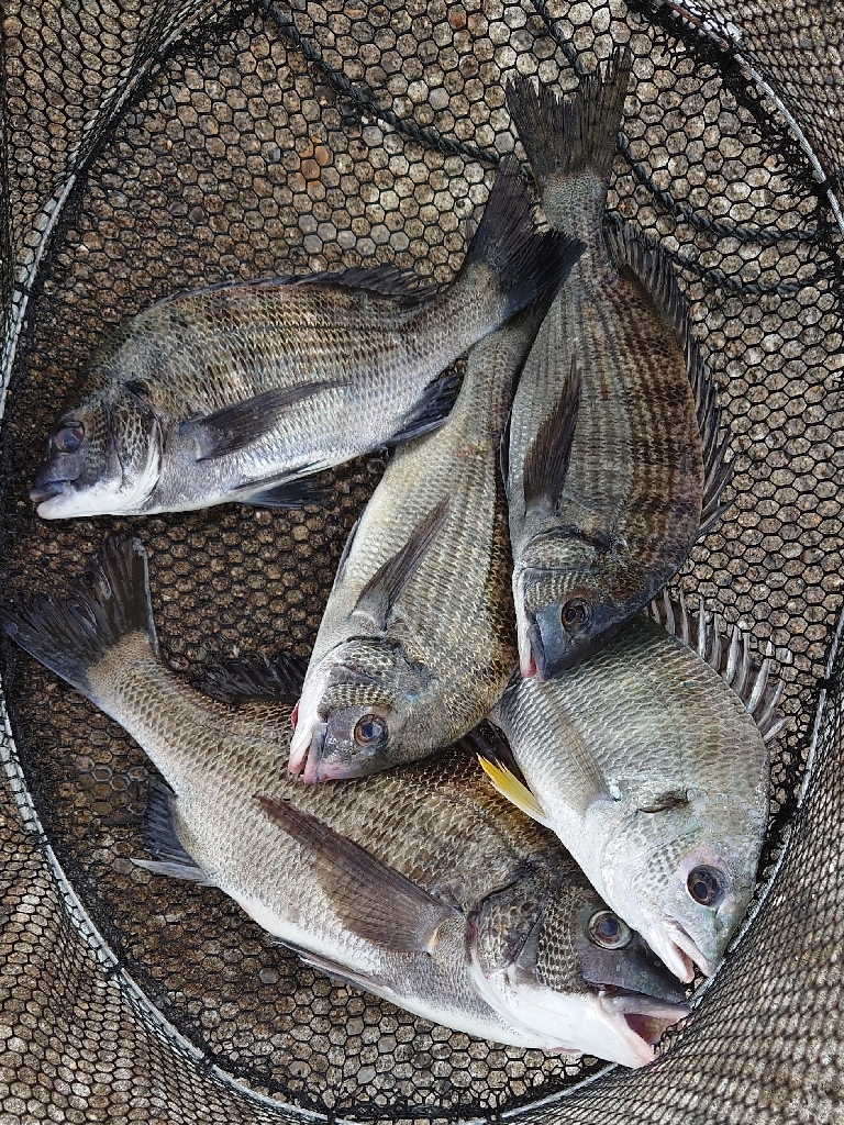 紀州釣りに挑戦✨今期、紀州釣り第１戦🙋