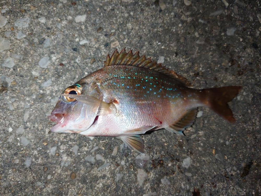 エビ撒き釣り初挑戦🎣