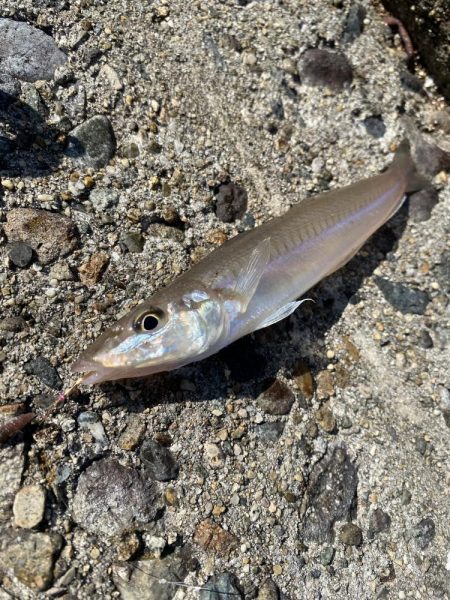 8月始めは超絶炎天下の中でキス釣り