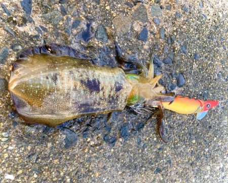 アオリが1番釣りやすいにゃ！