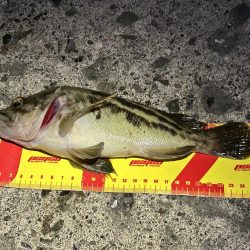 礼文島初日に、念願の魚が２匹とも釣れる!?