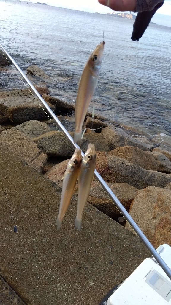 苅屋海岸のキス釣り