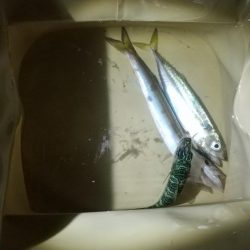 初魚種。魚か？