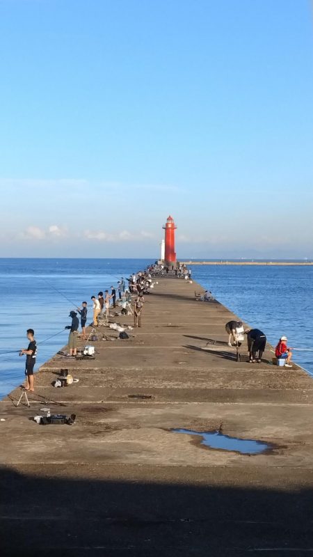 播磨新島のキス釣査