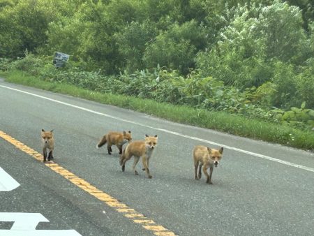 あの幻のイトウが釣れる!?