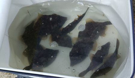 昼までの釣行でカワハギ15枚！