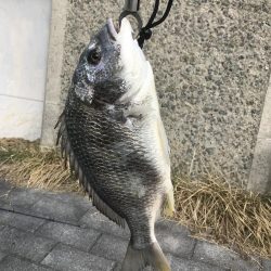 周りでサゴシが釣れるなか