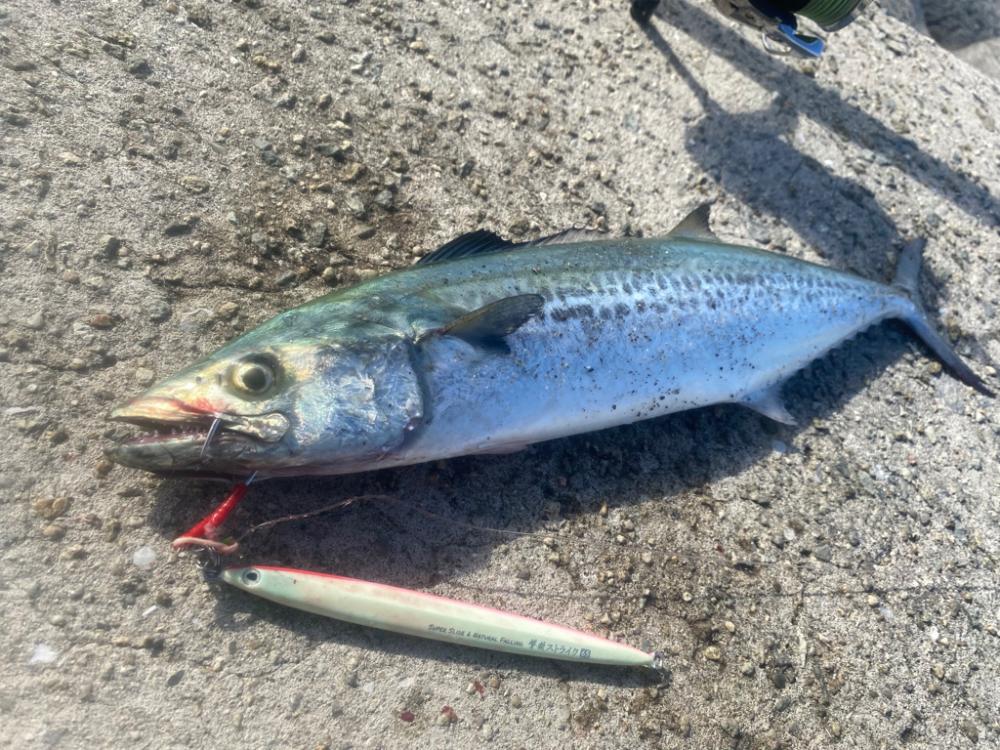 ジグで太刀魚連発