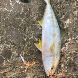 ヒラマサ 陸っぱり 釣り・魚釣り | 釣果情報サイト カンパリ