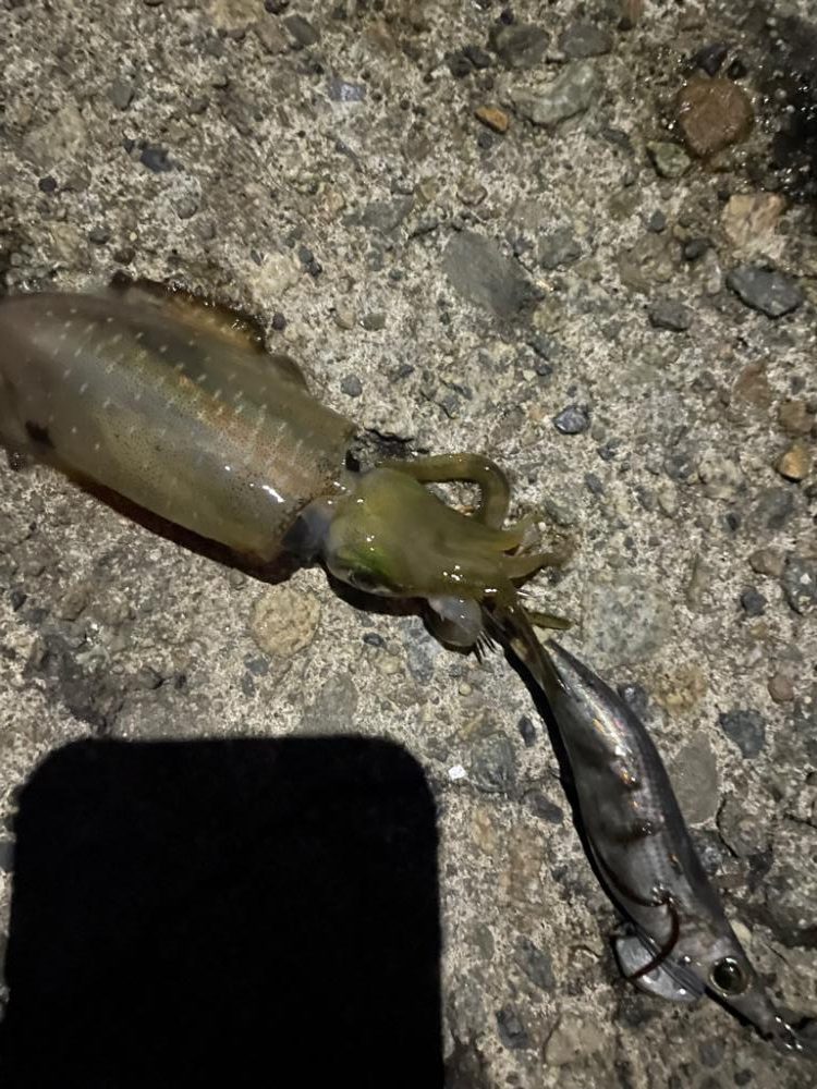 夜勤明け釣行