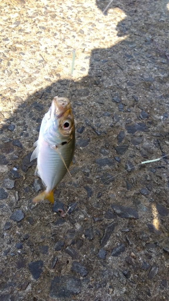 苅屋海岸のキス釣り