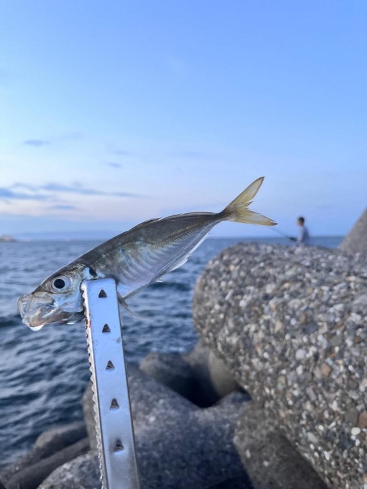 サビキ最高　タチウオダメ