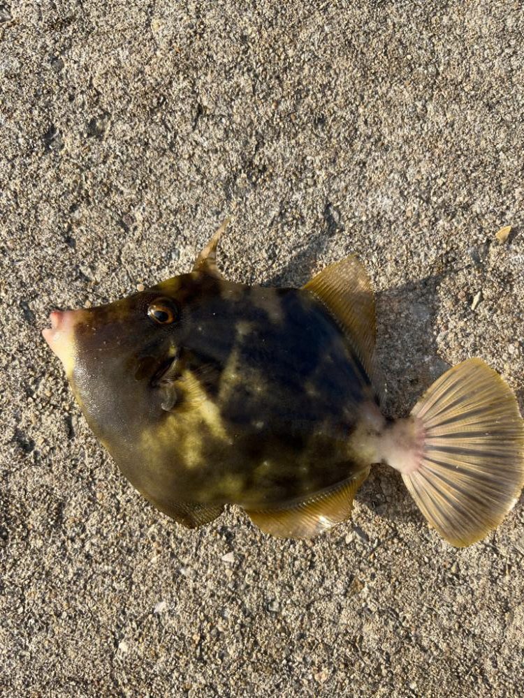 カワハギ釣りにチャレンジ