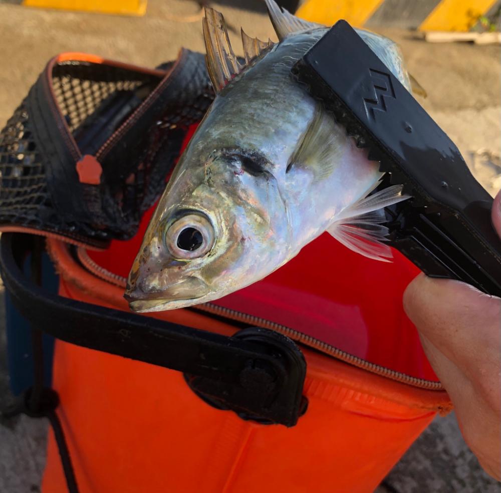 太刀魚とアジとサヨリ