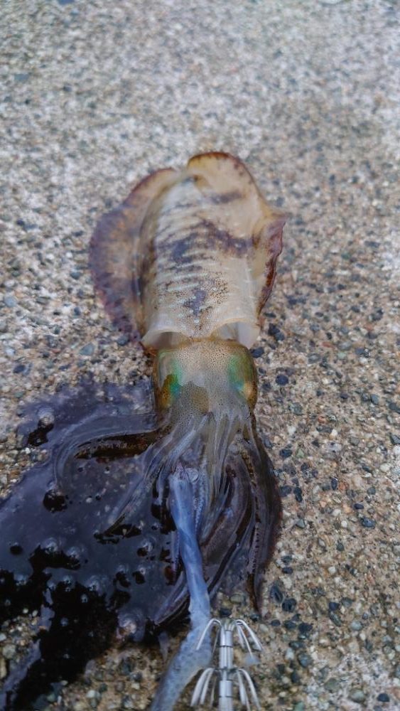 大潮でしたが釣果渋い