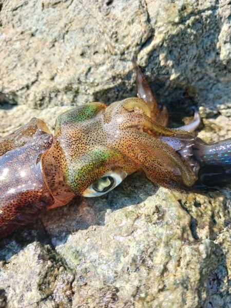 イカの気持ち3