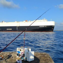 播磨新島のキス釣査