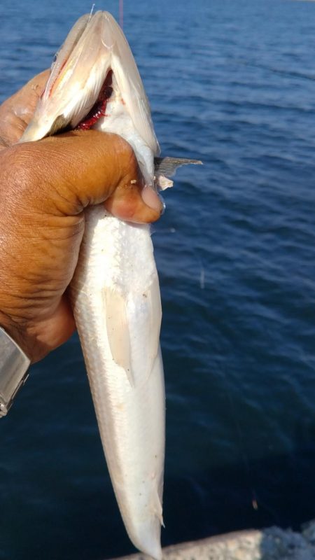 潮が動けどキスは釣れず