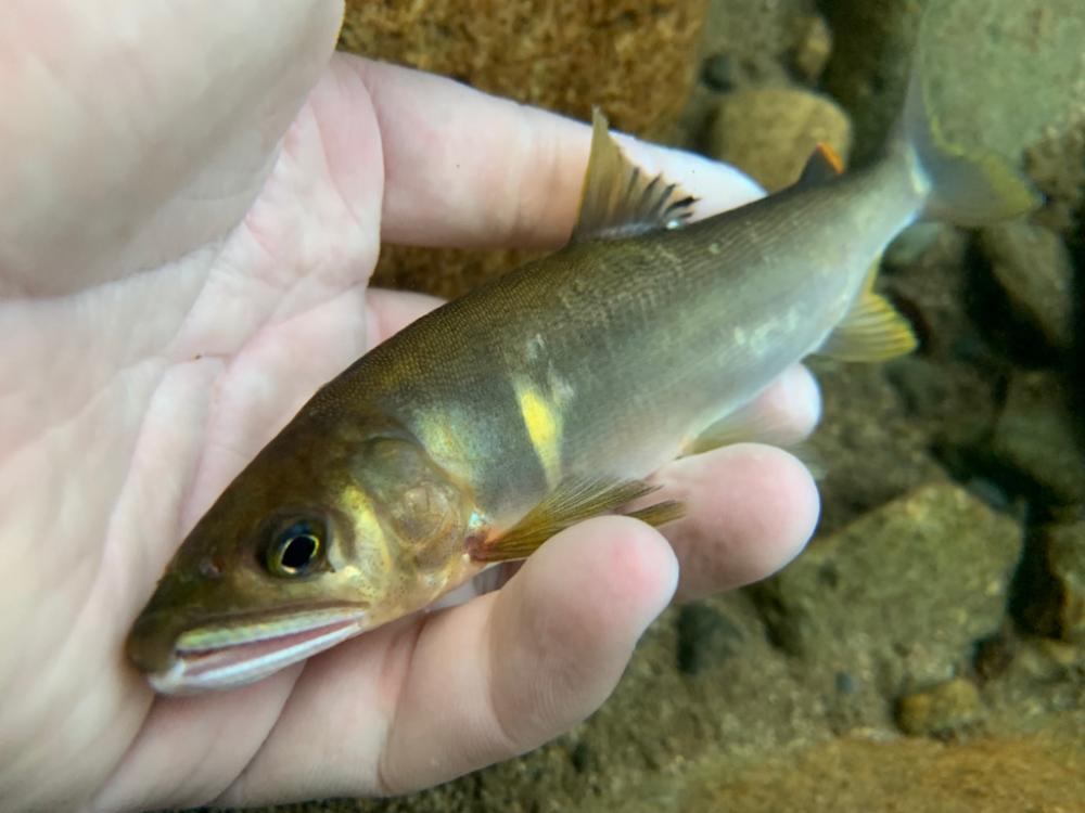 鮎釣り