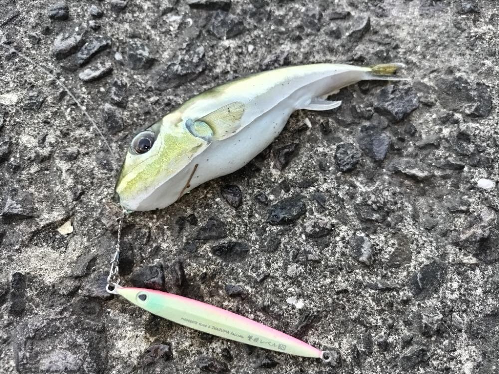 ヤズ（ブリ幼魚）釣れました!