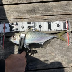 能登島、釣り筏