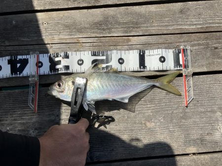 能登島、釣り筏