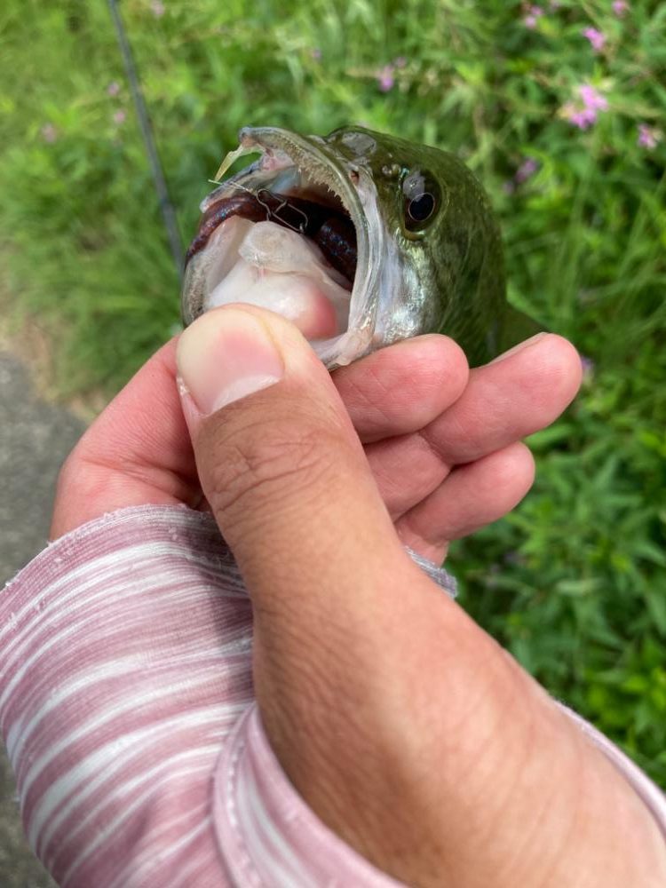 ルーシーが釣れる