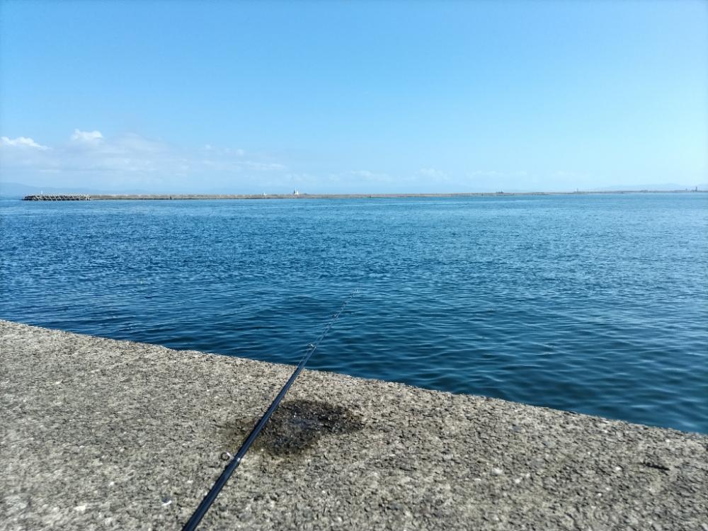 ヤズ（ブリ幼魚）釣れました!