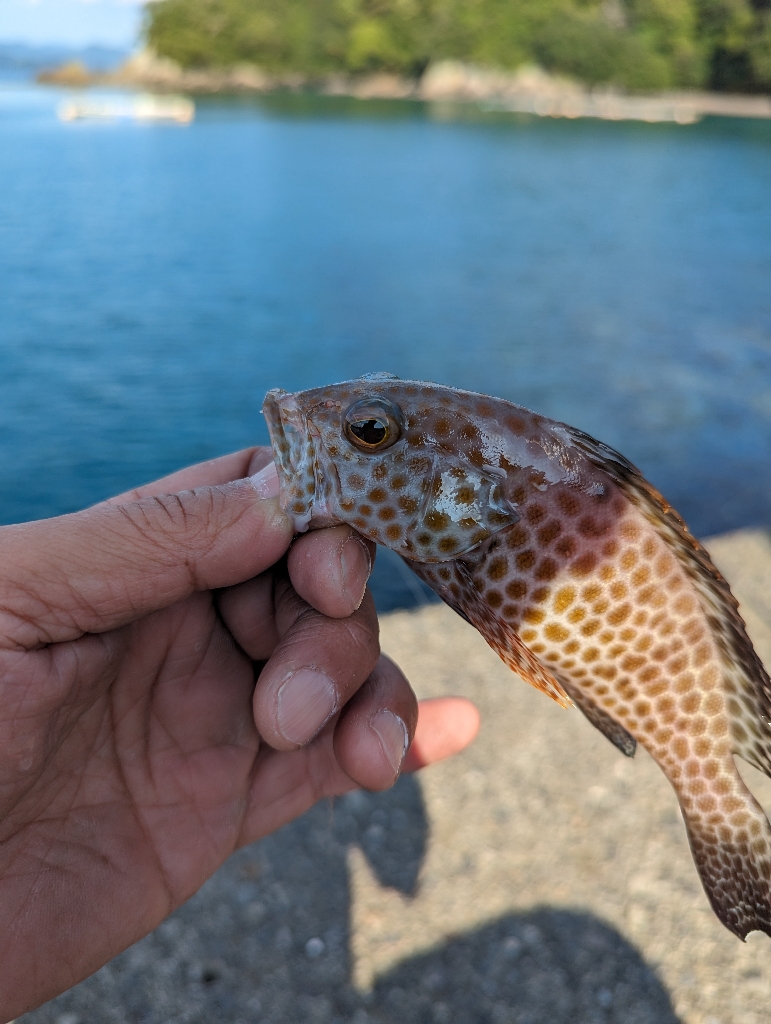 陸っぱり釣行記