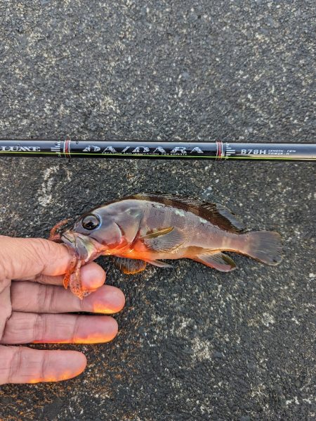 陸っぱり釣行記