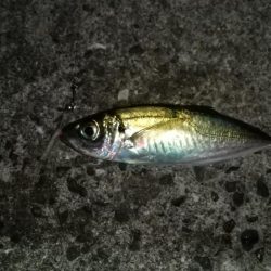 太刀魚は予定数釣れたのでアジングに！