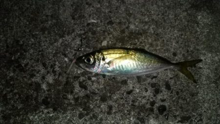 太刀魚は予定数釣れたのでアジングに！