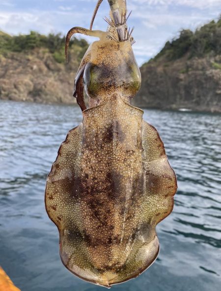 今年は少ないねん