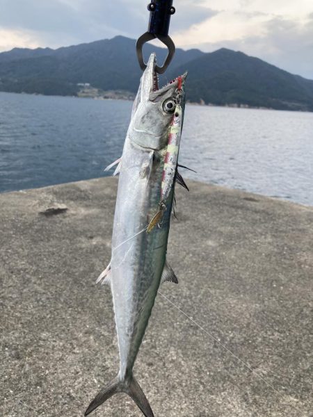 日本海のサゴシ！